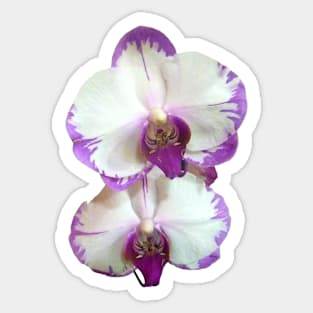 White Phalaenopsis Orchids With Purple Edges Sticker